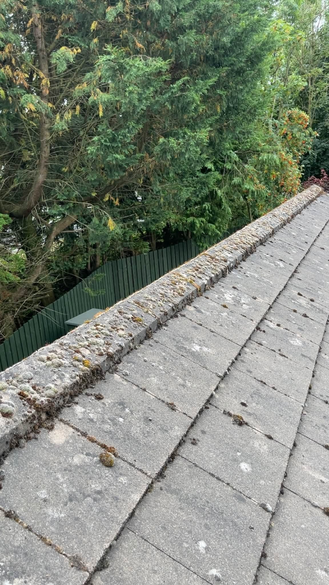 Moss and lichen built up along a roof ridge before cleaning