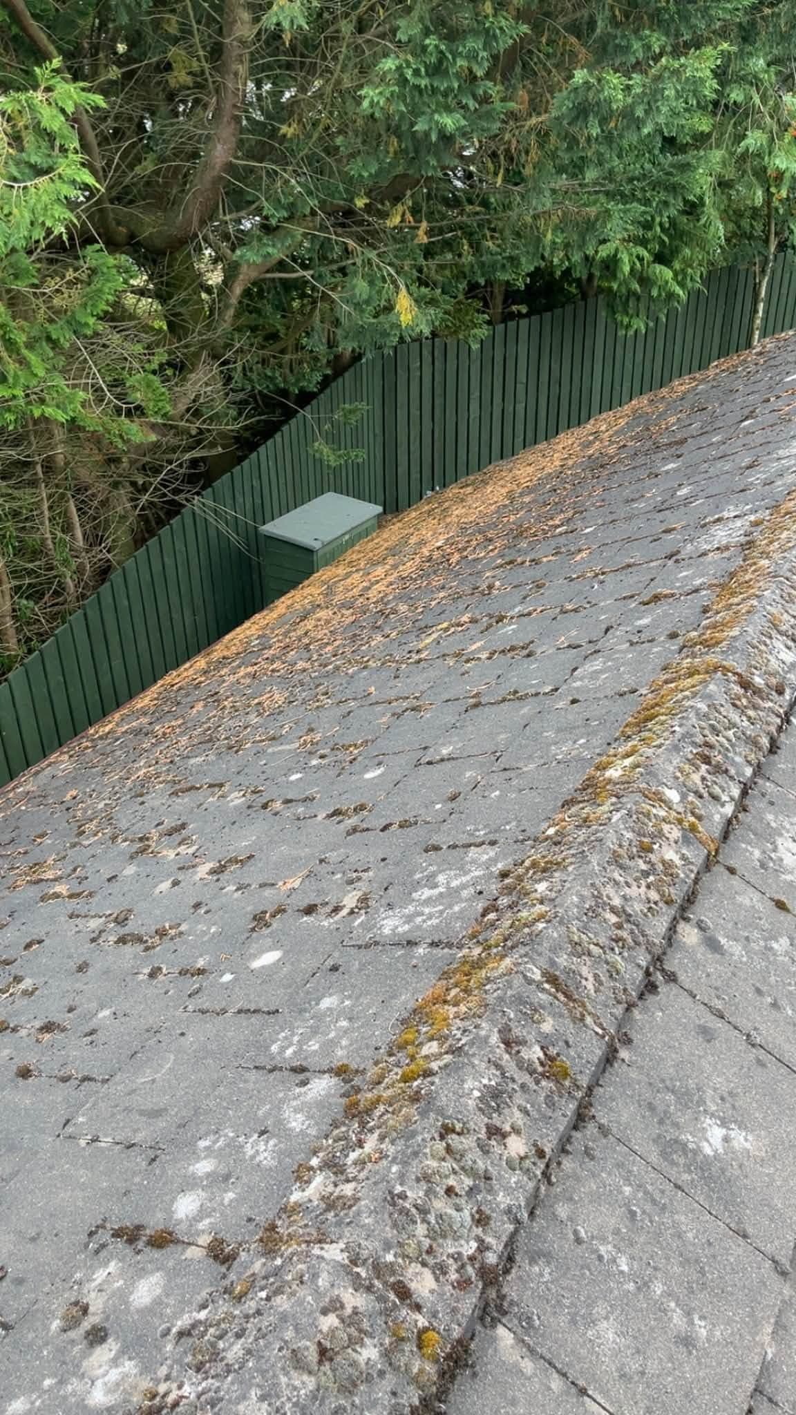 Heavy moss coverage across a tiled roof slope before cleaning